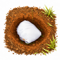 Placenta Burial
